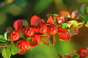 cotoneaster