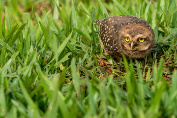 Kaninchenkauz nahe Iguazu, Brasilien