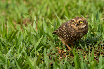 Kaninchenkauz nahe Iguazu, Brasilien