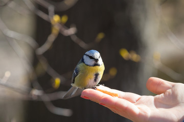 Hand-bird
