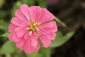 Obraz premium pink flower top view close um detail with green background