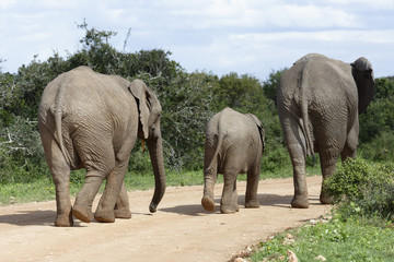 African Bush Elephant family, Addo Elephant National Park