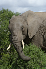 Fototapeta na wymiar African Bush Elephant, Addo Elephant National Park