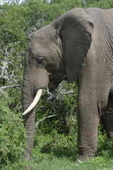 African Bush Elephant, Addo Elephant National Park