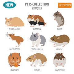 Hamster breeds icon set flat style isolated on white. Pet rodents collection. Create own infographic about pets
