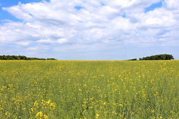Obraz premium Field of canola
