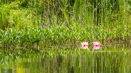 water lily in a pond sourounded with other pond plants
