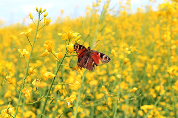 butterfly on rapeseed field