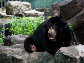 Sun bear