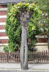 A tree with hole on a footpath