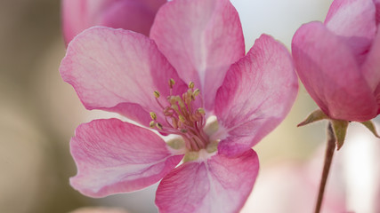 Fototapeta premium Flowers