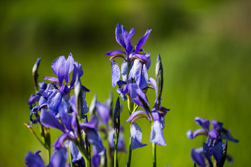 Schwertlilie, grüner Hintergrund