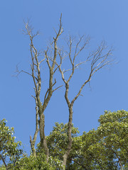 dry dead tree in the middle of the green leaves with blue sky background