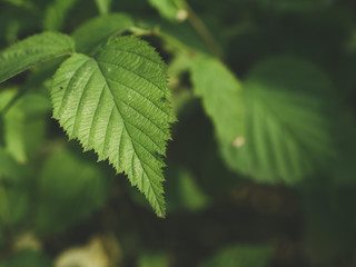 Green leaves  mate color