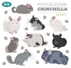 Chinchilla breeds icon set flat style isolated on white. Pet rodents collection. Create own infographic about pets