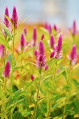 Pink spikes of celosia flowers in bloom 
