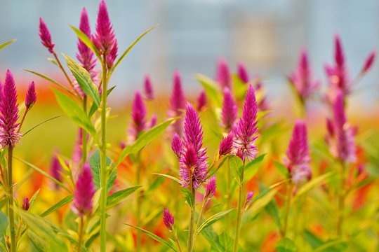 Pink spikes of celosia flowers in bloom 
