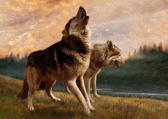 Papier Peint photo Lavable Loup Une paire de loups inspecte leurs biens