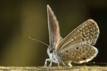 brown and white butterfly on a tree with green background