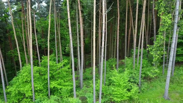 Steadicam shot thru green forest. Stabilized video of summer walk in forrest.