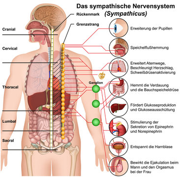 Das sympathische Nervensystem, Sympathicus