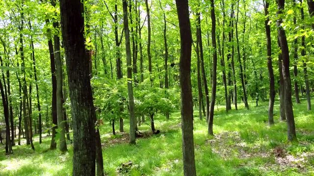 Steadicam shot thru green forest. Stabilized video of summer walk in forrest.