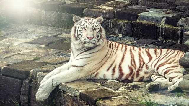White Bengal tiger lying on stone surface. Animal portrait 