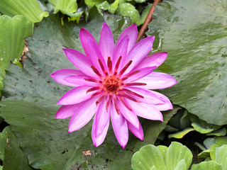 Lilies in a natural lake, Indonesia