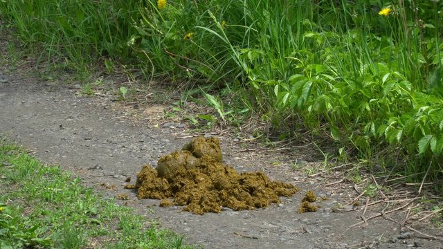 A pile of fresh horse manure on green grass.