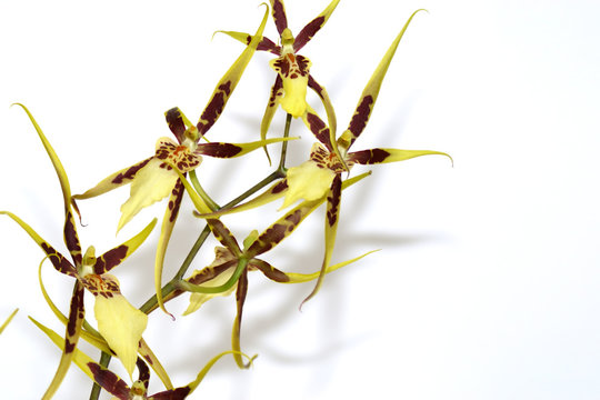 Fiore di orchidea BRASSIA MACULATA