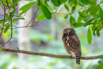 Asian barred owlet or Glaucidium cuculoides, beautiful bird on branch with green background.