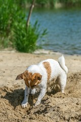 A frisky Jack Russell terrier Playing near the river and digging sand
