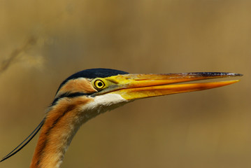 purple heron