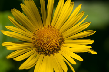 Yellow flower macro close up