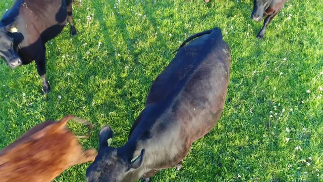 Aerial of Aberdeen Angus Catlle moving underneath camera drone top down view looking down angle first cows walking underneath camera then younger ones startled by low altitude hovering drone 4k