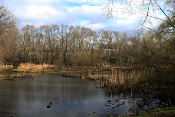 Fototapeta premium Little lake behind my house ontario