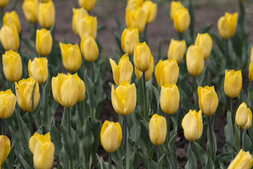 Tulip garden at Srinagar, J&K, India 