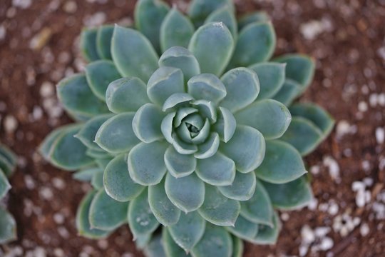 Silvery green rosettes of the echeveria succulent plant
