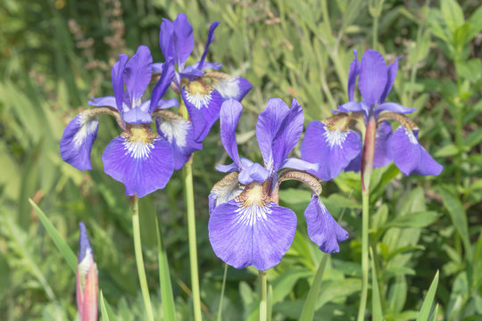 Schwertlilien, Iris