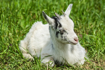 White goat grazing in a meadow 