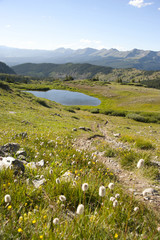 Cottonwood Pass View