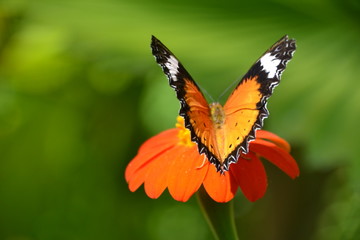 Kleiner Monarch auf einer Blume