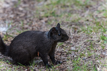 Black squirrel crawling on the grass
