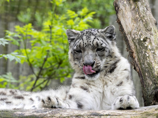 Resting Snow leopard, Uncia ounce