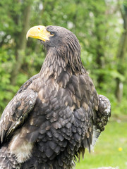 White-tailed eagle, Haliaeetus albicilla, in zoo in Jihlava