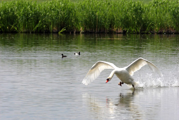 swan in the water, starting to fly