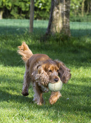 Fototapeta premium Sprocker running with yellow oversized tennis ball in its mouth