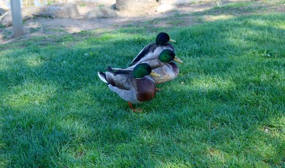 Some ducks in a row on the grass.