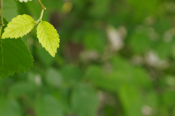 Fototapeta na wymiar zelkova sprout, green leaf