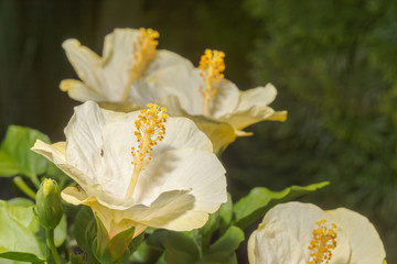 Gelber Hibiskus